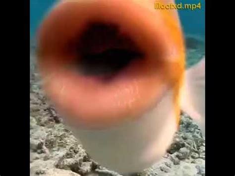 fish kiss meme|fish kissing camera.